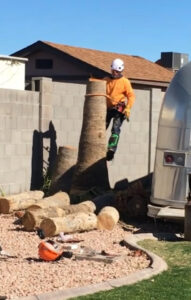 tree-removal-1