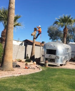 tree-removal