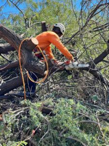 tree-removal-3