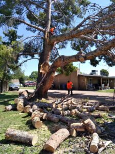 tree-removal-4